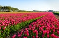 Bright red blossoming tulips in early morning sunlight Royalty Free Stock Photo