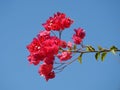 Bright red bougainvillea flowers against the blue sky Royalty Free Stock Photo