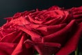 On a bright red bouquet of roses there are a lot of small shiny drops of water with a contrasting gray background