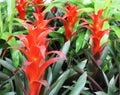 Bright Red Bromelia Flowers Royalty Free Stock Photo