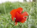 A bright red bud of a poppy flower on a field on a sunny spring day. Flowering of meadow flowers Royalty Free Stock Photo