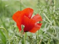 A bright red bud of a poppy flower on a field on a sunny spring day. Flowering of meadow flowers Royalty Free Stock Photo