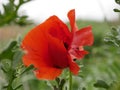 A bright red bud of a poppy flower on a field on a sunny spring day. Flowering of meadow flowers Royalty Free Stock Photo