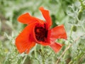 A bright red bud of a poppy flower on a field on a sunny spring day. Flowering of meadow flowers Royalty Free Stock Photo