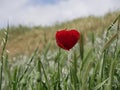 A bright red bud of a poppy flower on a field on a sunny spring day. Flowering of meadow flowers Royalty Free Stock Photo