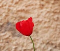 A bright red bud of a poppy flower on a field on a sunny spring day. Flowering of meadow flowers Royalty Free Stock Photo