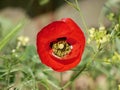 A bright red bud of a poppy flower on a field on a sunny spring day. Flowering of meadow flowers Royalty Free Stock Photo