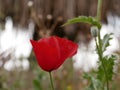 A bright red bud of a poppy flower on a field on a sunny spring day. Flowering of meadow flowers Royalty Free Stock Photo