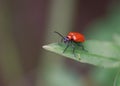 Bright red bug insect on green leaf Royalty Free Stock Photo