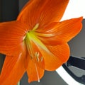 bright red bulbous indoor amaryllis flower close-up