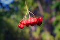 Ripe red viburnum berries on a blurred green background Royalty Free Stock Photo