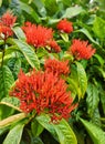 Bright red bunches of Ashoka Flowers in full bloom
