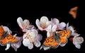 Bright red butterflies on white spring flowers. apricot blossom branch isolated on black. copy space Royalty Free Stock Photo