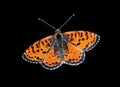 Bright red butterfly isolated on black. colorful butterfly close up.  spotted fritillary butterfly. Royalty Free Stock Photo