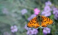 Bright red butterfly on a meadow. Brush-footed butterflies. Summer meadow. copy spaces