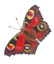 Bright Red Butterfly Peacock Eye