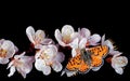 Bright red butterfly on white spring flowers. apricot blossom branch isolated on black. copy space Royalty Free Stock Photo