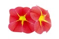 Bright red calibrachoa flowers isolated on white background. Beautiful red million bells Calibrachoa.