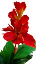 The bright red canna flowers were placed on a decorative pot in front of the shop. Royalty Free Stock Photo