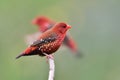 Bright red canndy and flying ball birds showing their lovely activity in paddy field during breeding season