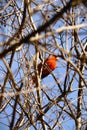 Bright red cardinal bird on branch in middle of bare tree against clear bright blue sky Royalty Free Stock Photo