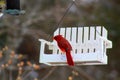 Bright red cardinal bird on feeder Royalty Free Stock Photo