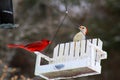 Bright red cardinal bird on feeder Royalty Free Stock Photo