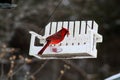 Bright red cardinal bird on feeder Royalty Free Stock Photo