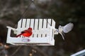 Bright red cardinal bird on feeder Royalty Free Stock Photo