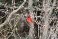 Bright red cardinal bird in winter Royalty Free Stock Photo