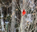 Bright red cardinal bird in winter Royalty Free Stock Photo