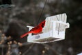 Bright red cardinal bird in winter Royalty Free Stock Photo