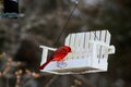 Bright red cardinal bird on feeder Royalty Free Stock Photo