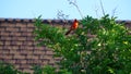 The bright red Cardinal bird sitting on a branch.