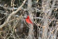 Bright red cardinal bird in winter Royalty Free Stock Photo