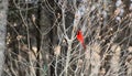 Bright red cardinal bird in winter Royalty Free Stock Photo