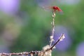 bright red Cardinal meadowhawk dragonfly on small twig covered in moss Royalty Free Stock Photo