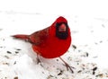Bright Red Cardinal - Snow Royalty Free Stock Photo