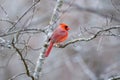 Bright red cardinal is a stark contrast to bleak winter forest