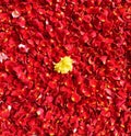 Bright red carpet of rose petals alongwith a yellow marigold at the centre in a flower arrangement Royalty Free Stock Photo