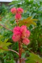 Bright red castor fruit on green stem Royalty Free Stock Photo