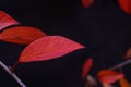 Bright red cherry leaf against a dark background Royalty Free Stock Photo