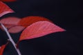 Bright red cherry leaf against a dark background Royalty Free Stock Photo