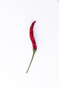 Bright red chili pepper on a green stalk a white background isolated close-up