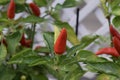 Vibrant red chilli pepper plant - capsicum annuum Royalty Free Stock Photo