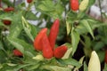 Vibrant red chilli pepper plant - capsicum annuum Royalty Free Stock Photo