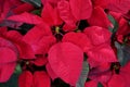 Bright red Christmas flower or Mexican Poinsettia Euphorbia pulcherrima the popular holiday plant, abstract nature background Royalty Free Stock Photo