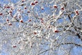 Bright red clusters of mountain ash under the snow caps