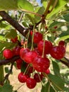 Red Ripe Sour Pie Cherries Royalty Free Stock Photo