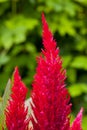 Bright red cockscomb flowers Royalty Free Stock Photo